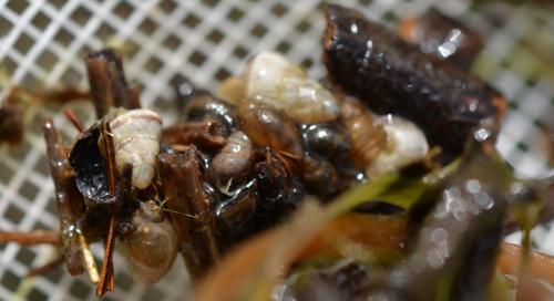 Réf. 356 539 : Limnephilus sp.